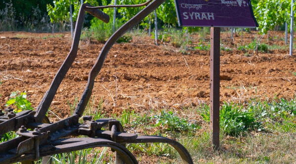 Tradition et savoir-faire du vignoble ardéchois